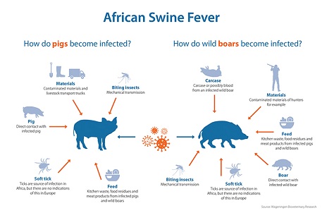 African Swine Fever